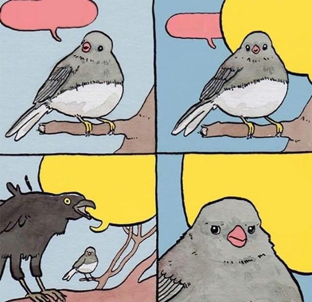 annoyed bird