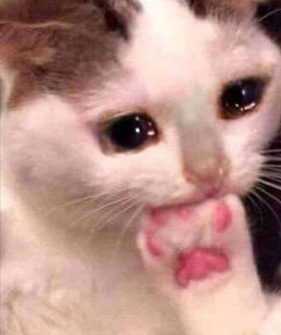 кот