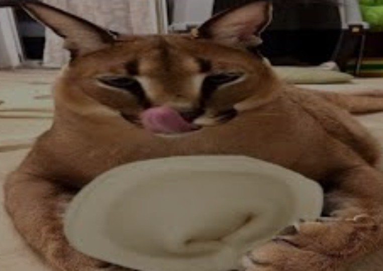 кот шлепа