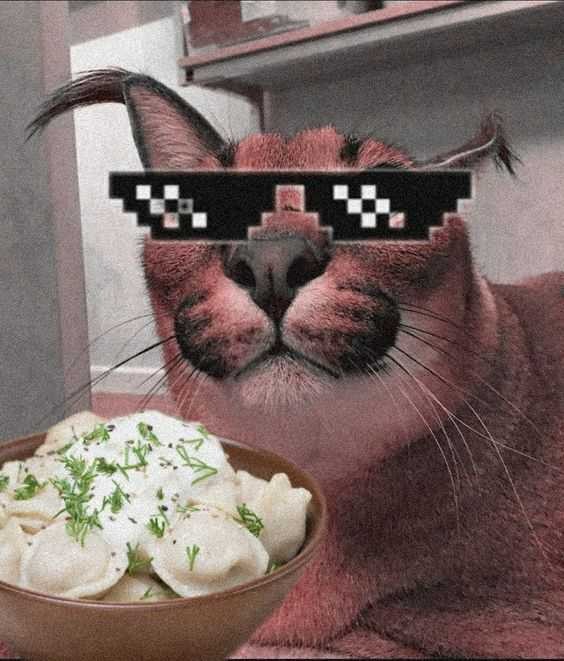 коты