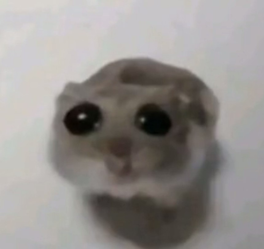 котик мем