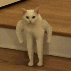 сильный кот мем