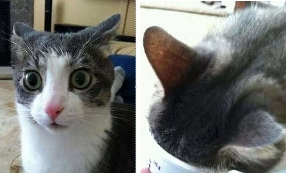 меме кот