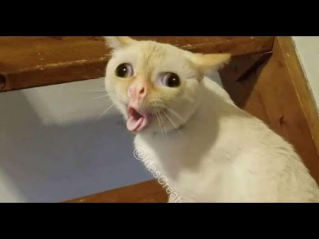 котик