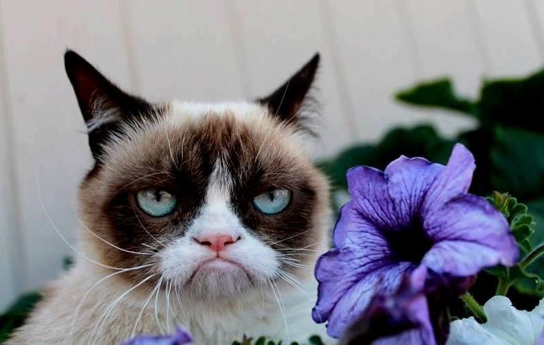 grumpy cat meme