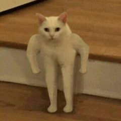 кошки