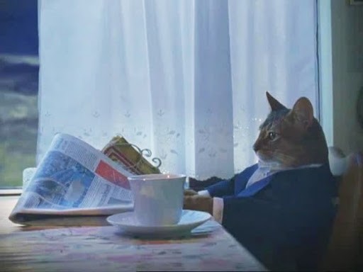 коты