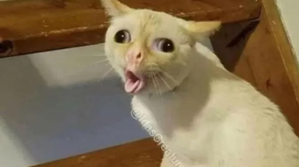 мем кошка