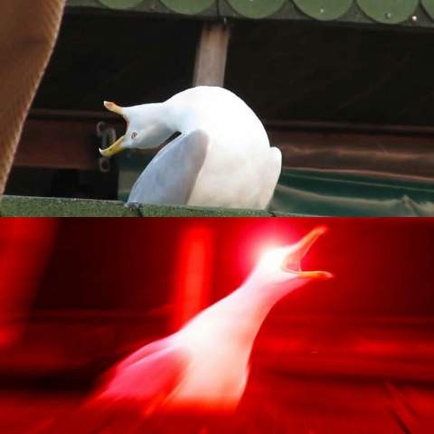 seagull
