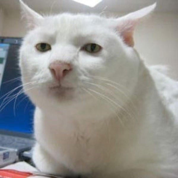 кот кричит мем