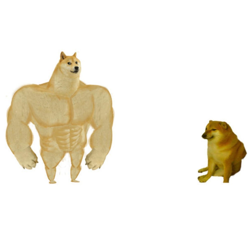 сиба ину качок