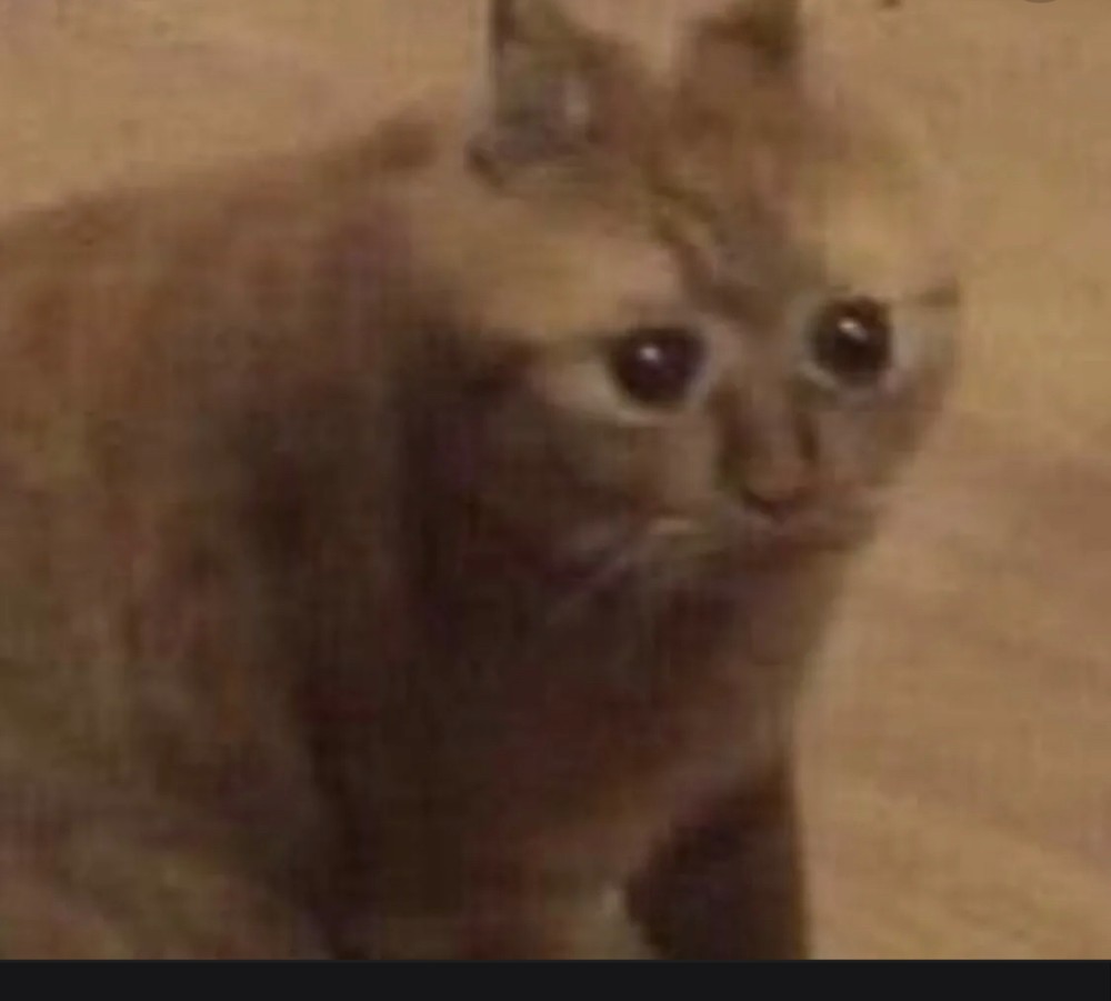 кринге кот