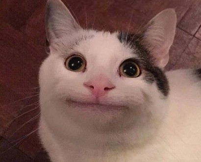 polite cat