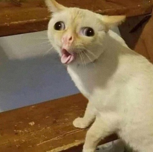 ъеъ кот мем